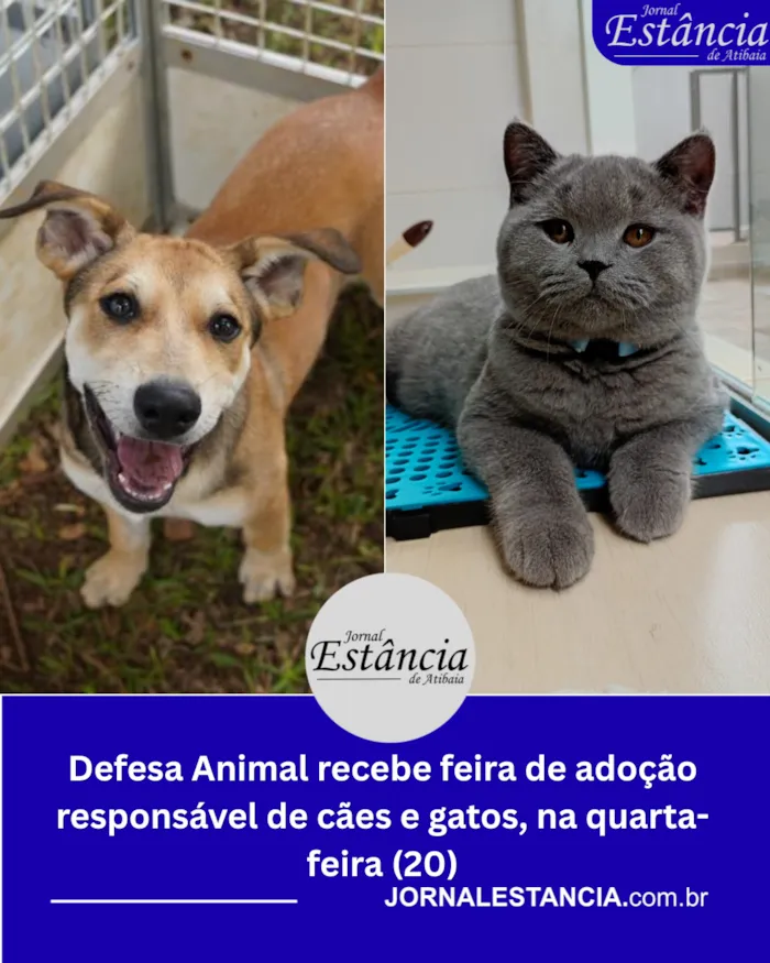 Participe da 10ª Feirinha de Adoção Responsável em Atibaia no dia 20/05/2026. Cães e gatos esperam por um lar com vacinação, vermifugação e castração gratuitas.