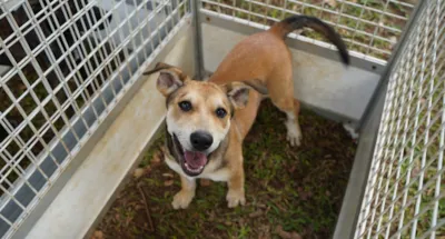 Feira de Adoção de Animais em Atibaia