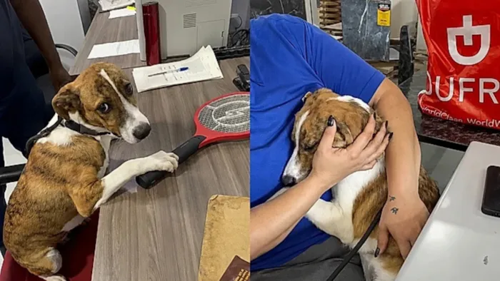 Luigi, cão resgatado, aguarda adoção e emociona a todos. Sua história ressalta a importância da adoção responsável.
