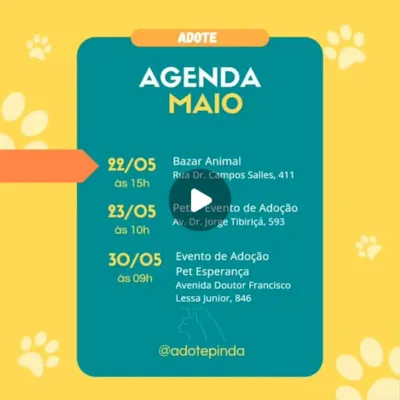 Evento de Adoção em Pinda