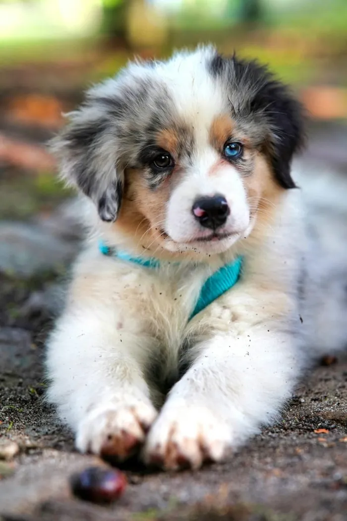Pets e Psiquiatria Humana: Quando Seu Cachorro é a Sua Melhor Terapia