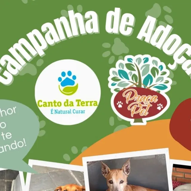 Participe da campanha de adoção de animais da ONG Canto da Terra com a Praça Pet! Evento em Perdizes no dia 24 de maio. Saiba os requisitos para adoção.