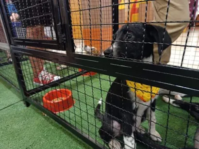 Feira de Adoção Pet no Shopping Praça Nova Araçatuba: 20 animais esperam por um novo lar!