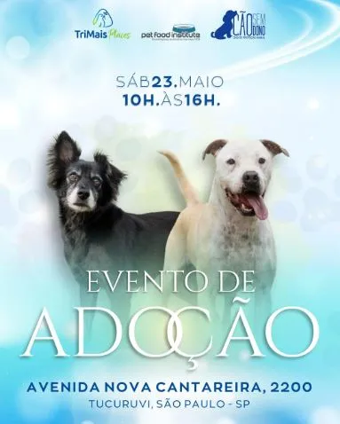 Evento de Adoção de Cães em São Paulo