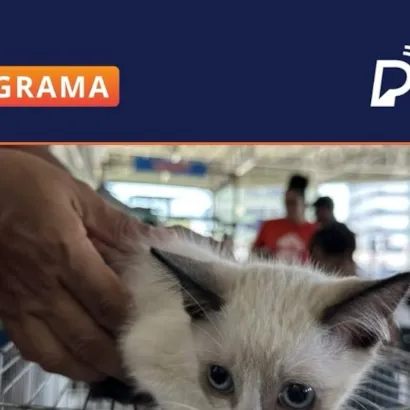 Programa 'Eu Amo e Adoto Pet' em Olinda