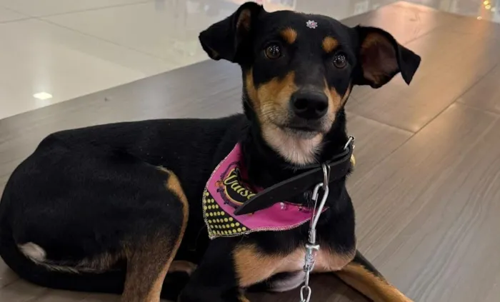 Participe da Feira de Adoção em Criciúma no dia 23/05/2026, com 15 pets prontos para encontrar um novo lar!