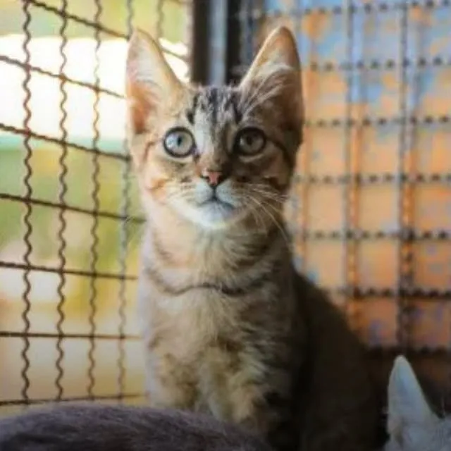 Participe da feira de adoção de animais em Ribeirão Preto. Adote um cão ou gato e receba suporte e cursos gratuitos.