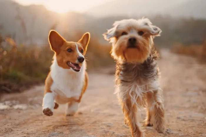 Voluntários de Resgate: Histórias de Dedicação e Amor aos Animais