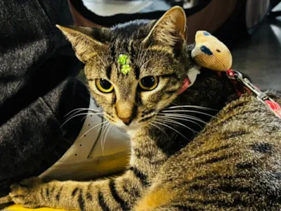 Prefeitura de Aracaju realiza Campanha de Adoção de Animais neste fim de semana
