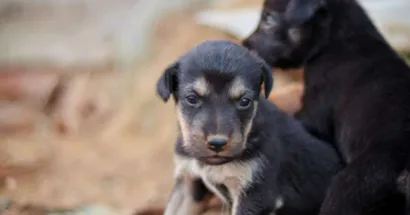 Viamão Promove Feira de Adoção e Cadastro para Castração de Animais