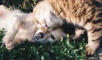 Animais de Estimação que Entraram para a História