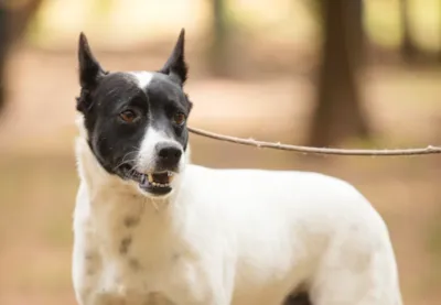 Feira de Adoção de Animais em São Carlos: Mais de 270 pets aguardam um novo lar!