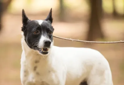Feira de Adoção de Animais em São Carlos: Mais de 270 pets aguardam um novo lar!