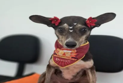 Feira de Adoção de Cães e Gatos em Santa Cruz