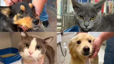 Fujama promove feira de adoção de cães e gatos
