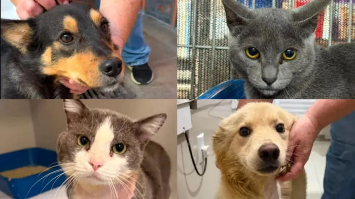 Participe da feira de adoção de cães e gatos promovida pela Fujama! Encontre seu novo amigo e adote com responsabilidade. Saiba mais!
