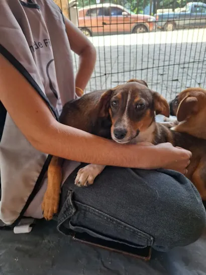 Feira de Adoção Busca Novos Lares para Cães Resgatados no Pátio Petrópolis Shopping