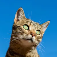 Gato Fazendo Xixi Fora da Caixa: Causas e Soluções