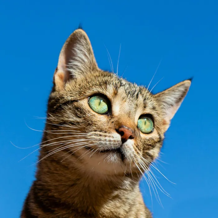 Gato Fazendo Xixi Fora da Caixa: Causas, Soluções e Como Escolher a Areia Certa