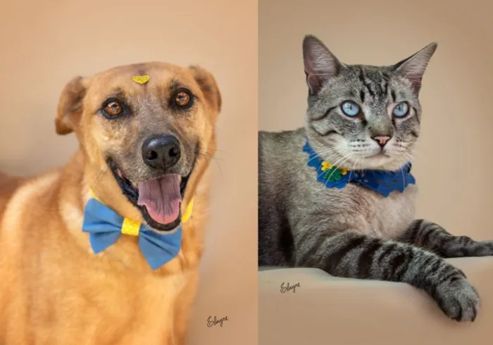 Participe da feira de adoção de cães e gatos na Avenida Paulista e ajude a criar novas histórias de amor e superação.