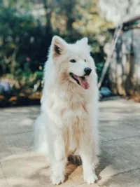 Doar Cachorro com Responsabilidade: Guia Completo