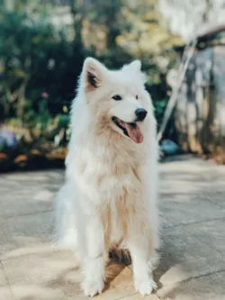 Preciso Doar Meu Cachorro: Como Encontrar um Novo Lar com Responsabilidade