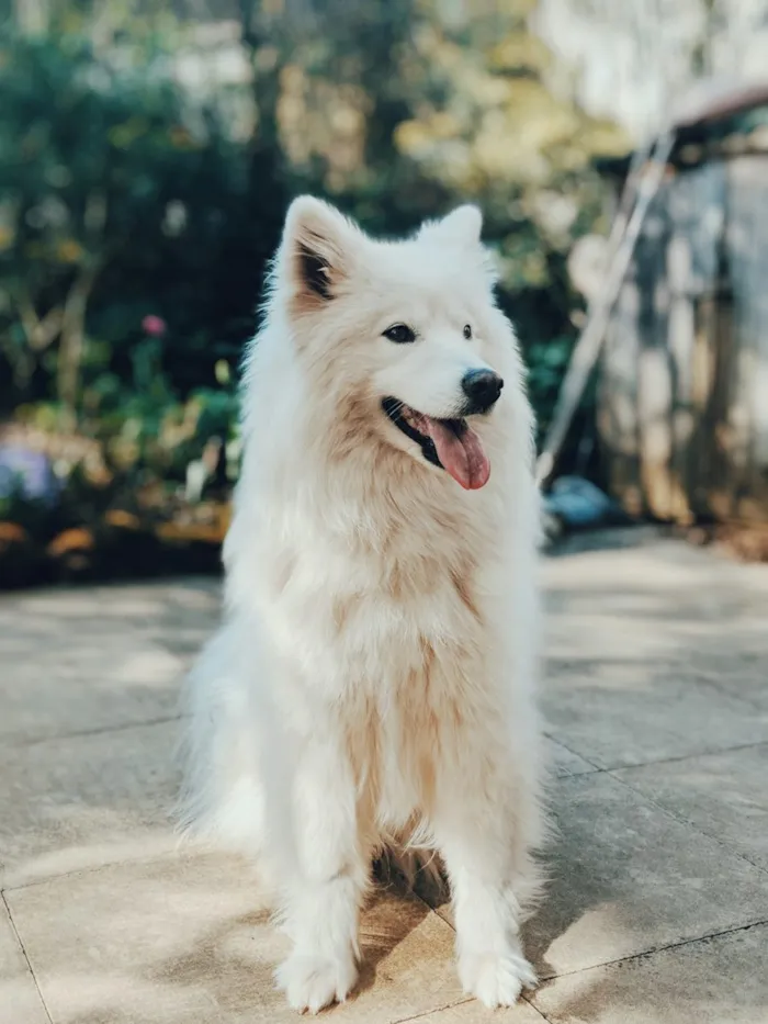 Preciso Doar Meu Cachorro: Como Encontrar um Novo Lar com Responsabilidade