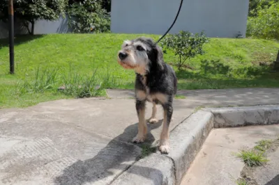 Feiras de Adoção de Cães e Gatos em Barueri e Região