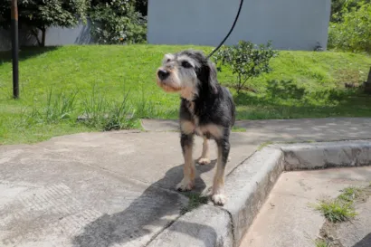 Feiras de Adoção de Cães e Gatos em Barueri e Região