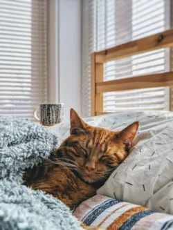 Gato Pode Comer? Alimentos Liberados, Proibidos e as Plantas que Podem Matar
