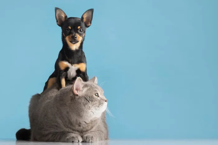Participe da feira de adoção de cães e gatos no Pátio Savassi em BH nos dias 26 e 27 de junho. Entre 11h e 19h. Entrada gratuita!