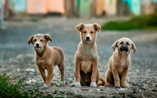 Meu Pet Fugiu: Como Encontrar Cachorro ou Gato Perdido