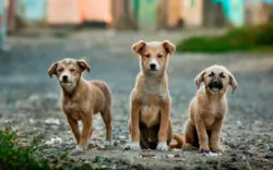 Meu Pet Fugiu: O Guia Completo para Encontrar um Cachorro ou Gato Perdido