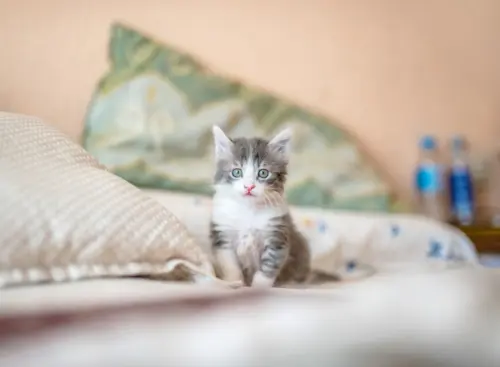Cadela ou Gata no Cio: Sinais, Duração e O Que Fazer