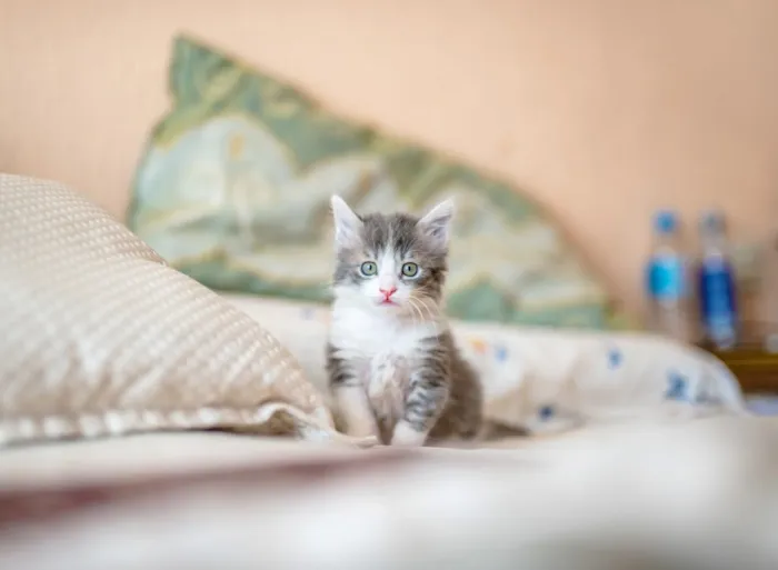 Cadela ou Gata no Cio: Quanto Tempo Dura, Sinais e O Que Fazer