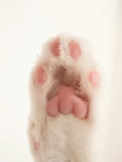 Leishmaniose Canina: Sintomas, Vacina, Coleira e os Mitos da Eutanasia