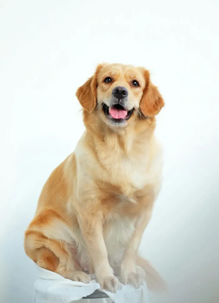 Como Acabar com Pulgas no Cachorro, no Gato e Dentro de Casa de Uma Vez