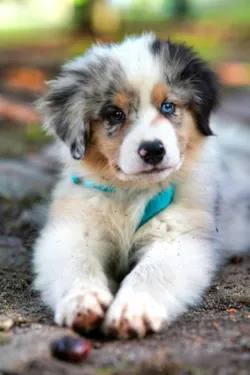Por Que Cachorro Come Cocô e Grama? A Ciência Explica a Coprofagia