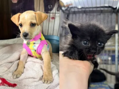 Feira de Adoção de Animais em Jaraguá do Sul