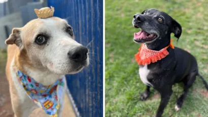 Arraiá da Adoção: Venha Conhecer os Nossos Animais!