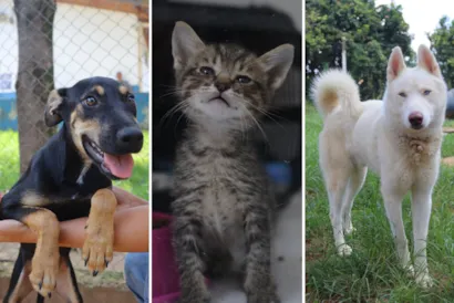 Adoção Responsável de Cães e Gatos em Hortolândia