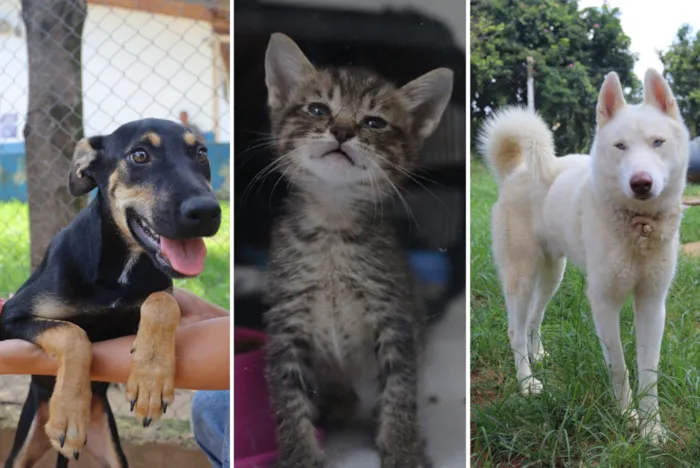 Inicie uma nova amizade com um cão ou gato! Hortolândia promove adoção responsável. Participe do Programa 'Adote um Amigo' e encontre seu novo pet.