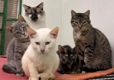 Dia D de Adoção e Castração de Animais em Valinhos