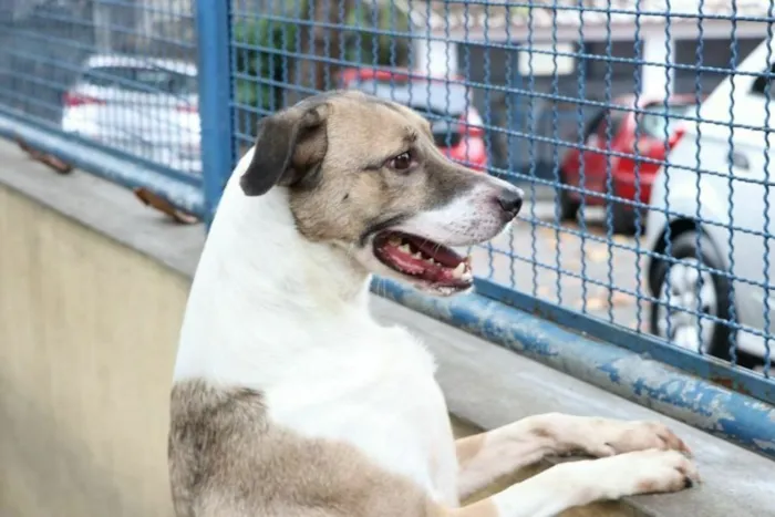 Feira de adoção de cães será realizada neste sábado no Centro de Tubarão. Adote um animal resgatado e promova o bem-estar animal. Saiba mais!