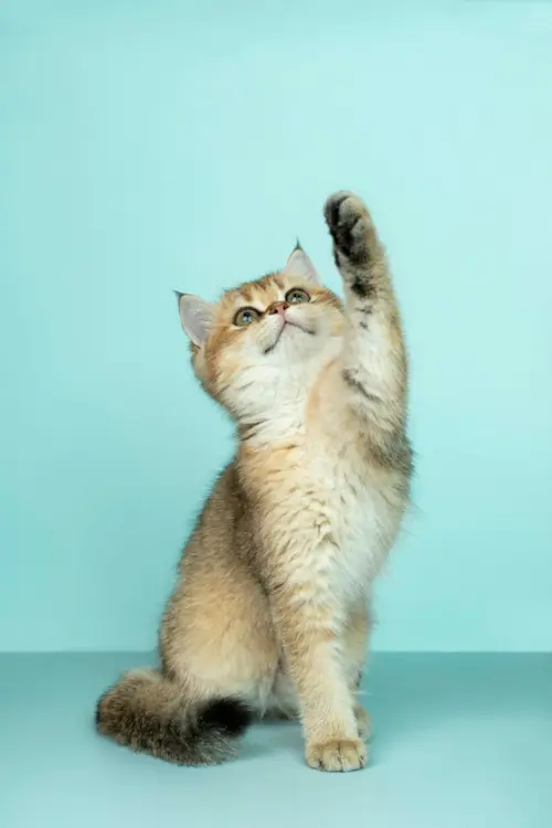 Dormir com Cachorro ou Gato Faz Mal? Diz a Ciência