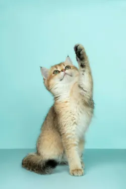 Dormir com seu Cachorro ou Gato Faz Mal? O Que Diz a Ciência