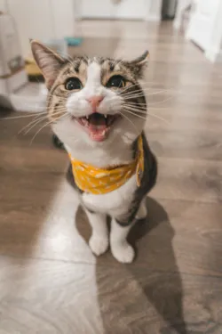 Por Que os Gatos Ronronam? Nem Sempre é Felicidade