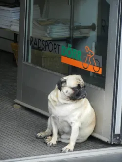 Obesidade em Cães e Gatos: A Epidemia Silenciosa e o Plano para Emagrecer seu Pet