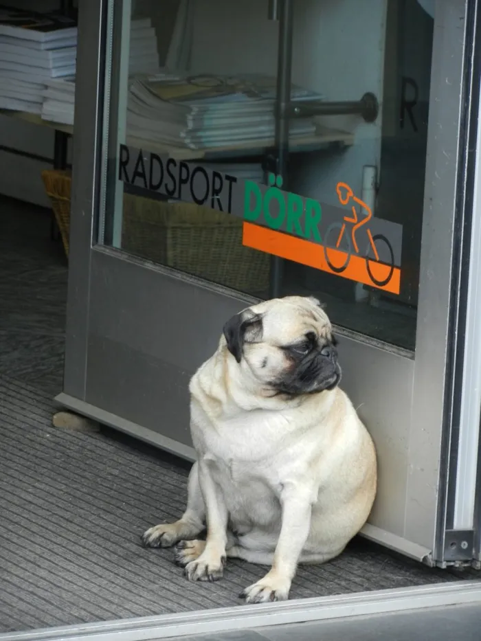 Obesidade em Cães e Gatos: A Epidemia Silenciosa e o Plano para Emagrecer seu Pet
