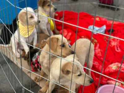 Feira de Adoção de Cães em Parobé - Adote um Amigo!